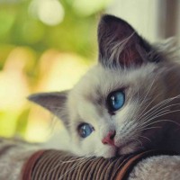 SofiaDelaCruz's avatar
